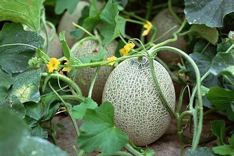 哈密瓜种植想高产,施肥是关键,速看司普沃这篇文章