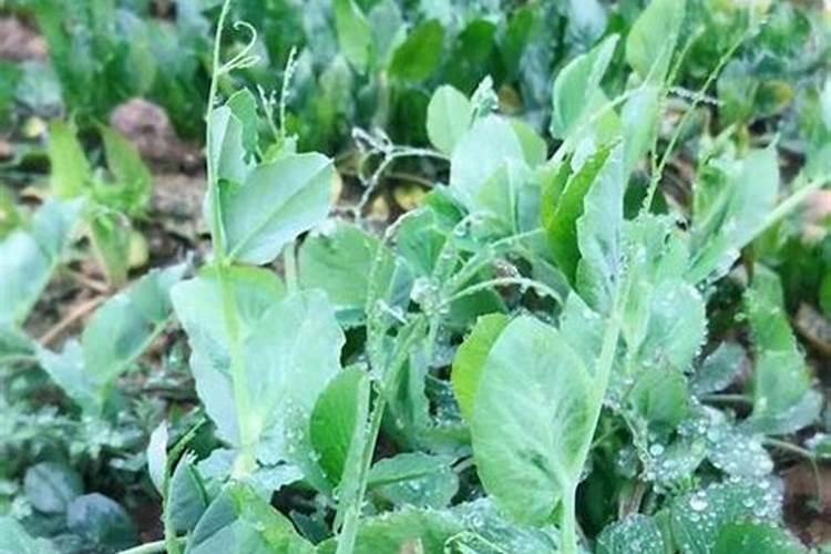 荷兰豆种植时间和方法 荷兰豆生长需要什么条件