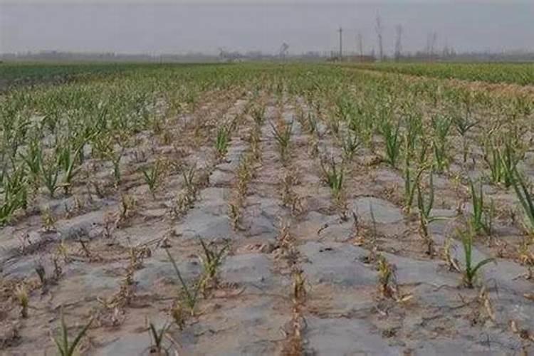 碱性土地用什么化肥