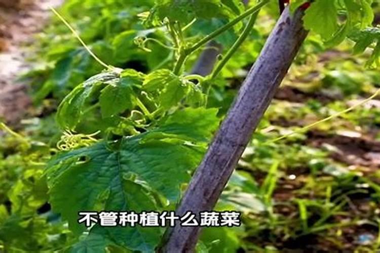蔬菜叶面肥的使用技术及几种常用的追肥方法