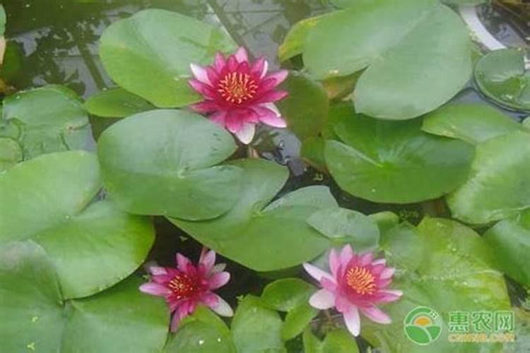 碗莲的施肥方法