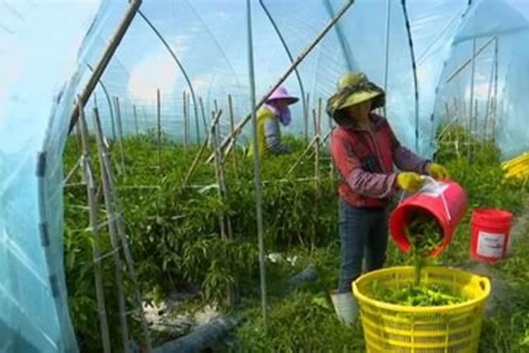 水溶肥高钾型和平衡型的区别