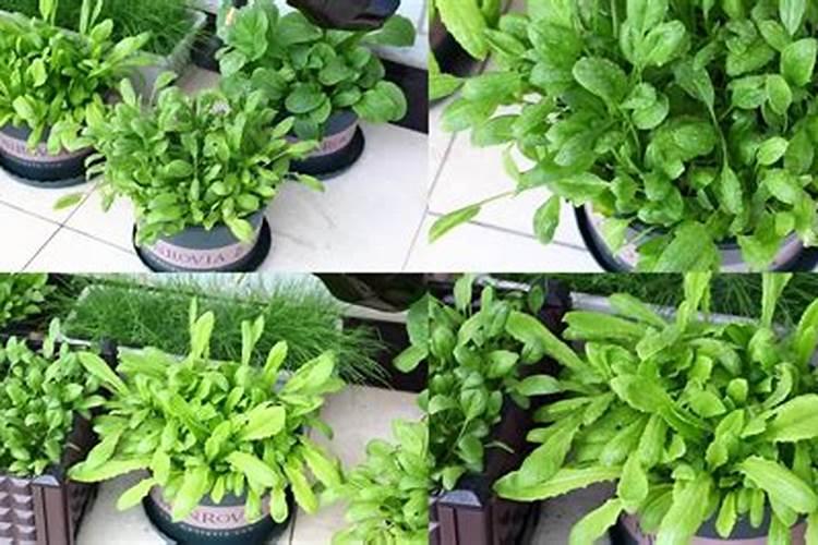 阳台种植油麦菜的方法