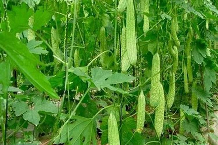 扒一扒深受菜农喜欢的含氨基酸水溶肥料—益果到底有多厉害!