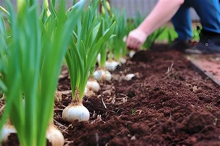 种大蒜忘记施钾肥了怎么办