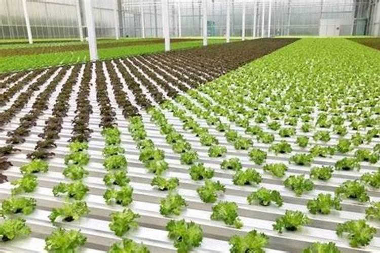 哪些植物肥料里面含丰富的磷和钾？