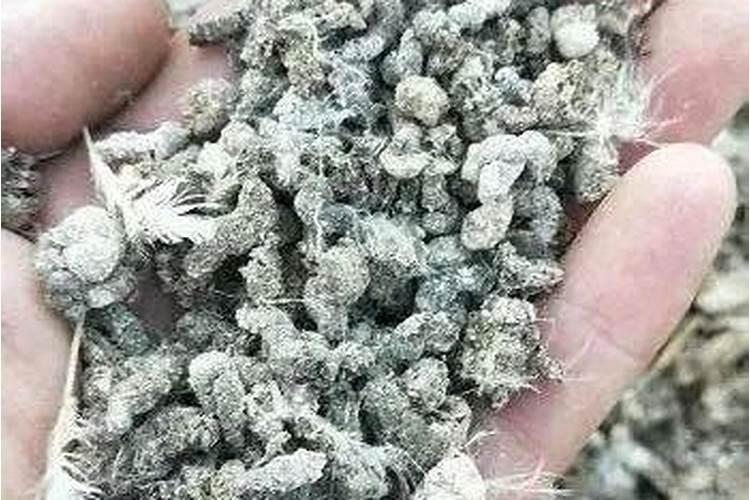饲养海水观赏鱼如何喂饵