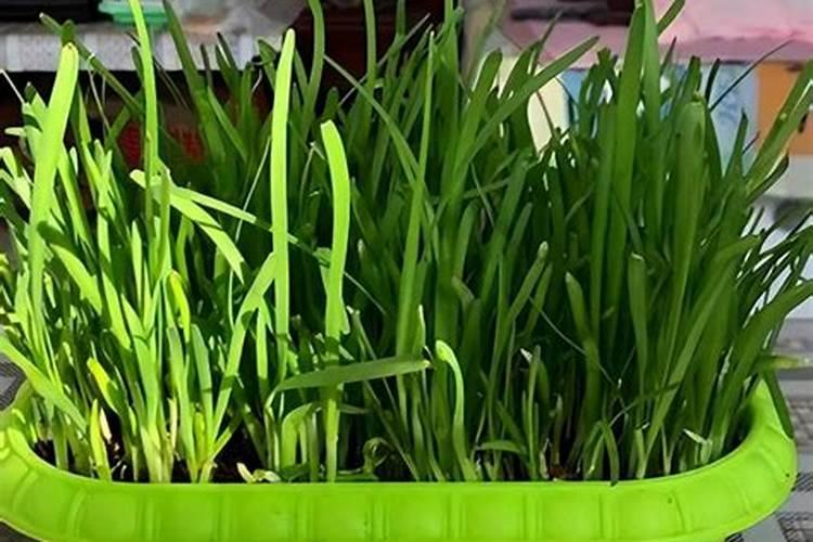 韭菜收割后能用尿素追肥吗(韭菜割了以后使用什么肥料)