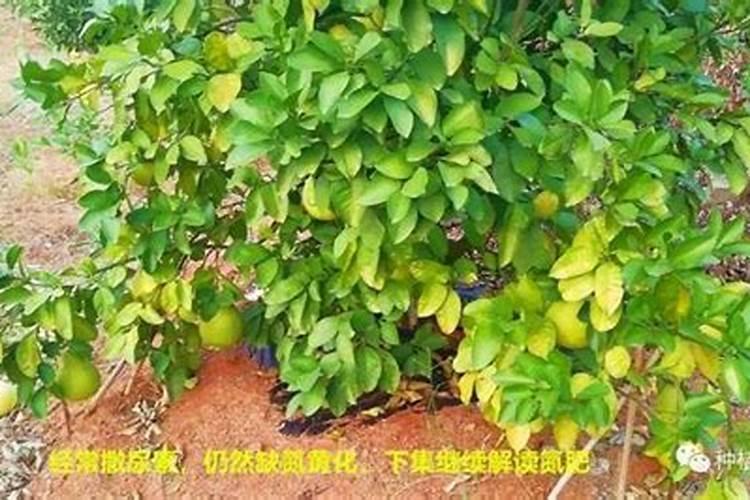 家庭养植花卉常见病虫害及其防治方法