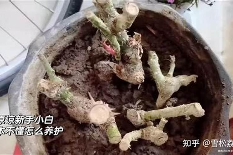 养月季花施肥,喷叶和灌根,哪个效果最佳？