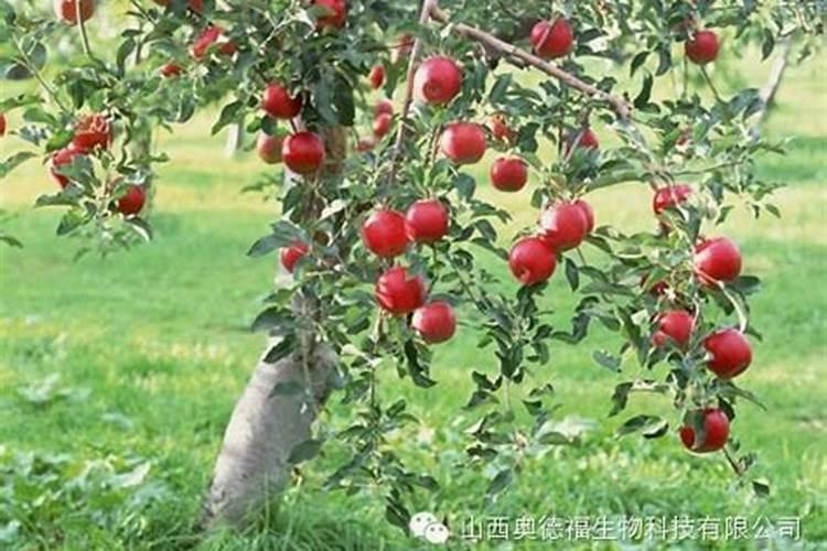 苹果病毒病怎么治啊？有什么好的药吗？