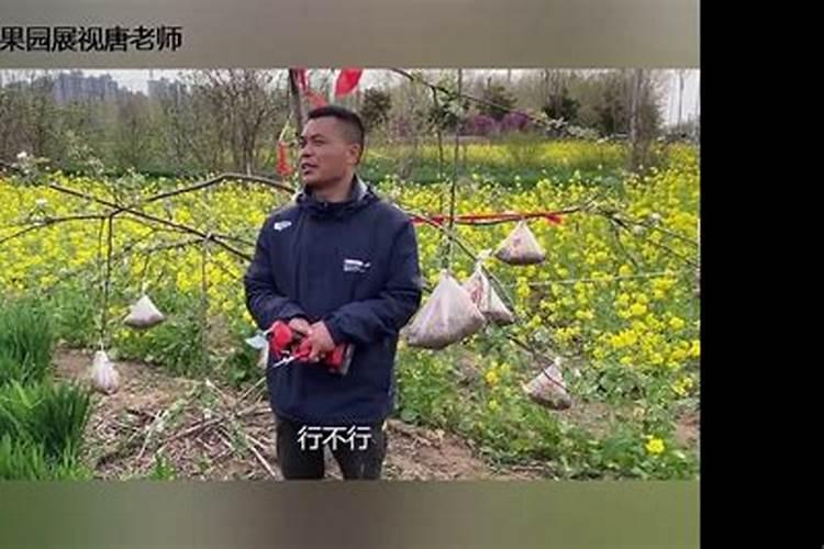 菠萝蜜采果后的施肥,应该怎么做？