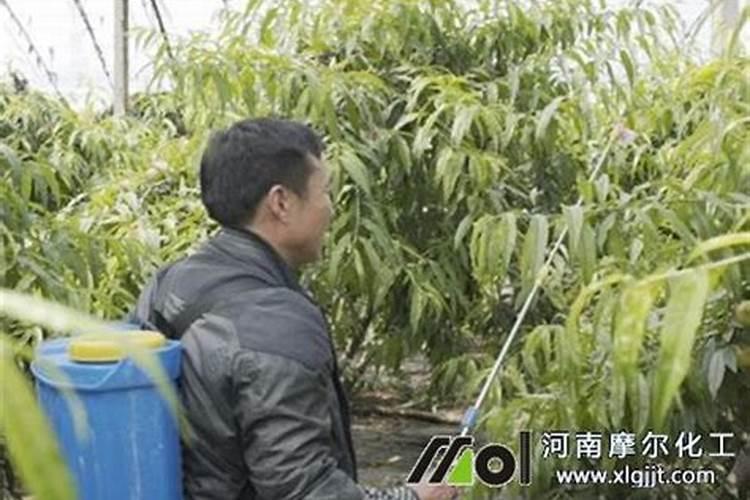 叶面施肥与根部施肥,哪个更好？哪种情况需使用叶面肥？