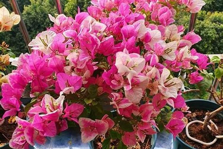 盆栽花卉出现黄叶病怎么办