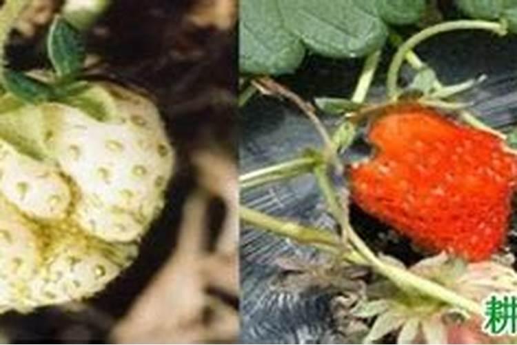 果树缺硼症状及其防治