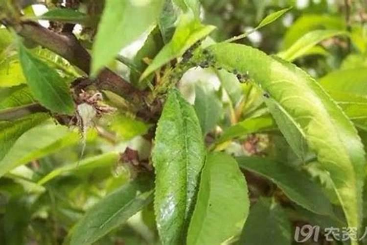 桃树叶面肥如何用磷酸二氢钾