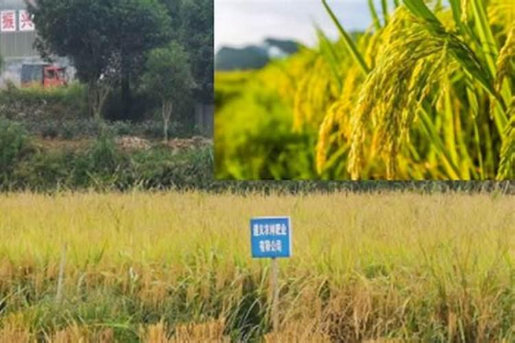 桂花施什么肥料最好