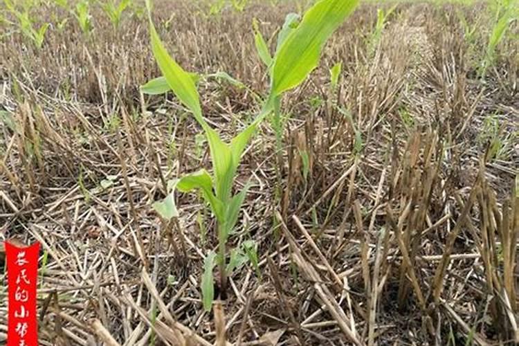 玉米地里种小麦用哪种肥料好