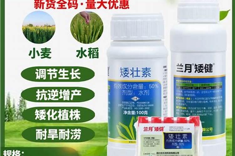 小麦上喷施硼肥有什么好处？拔节孕穗期喷几次,才能籽粒饱满能增产？