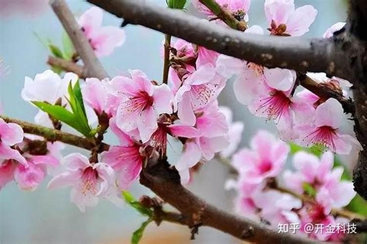 桃树春季施什么肥料最好