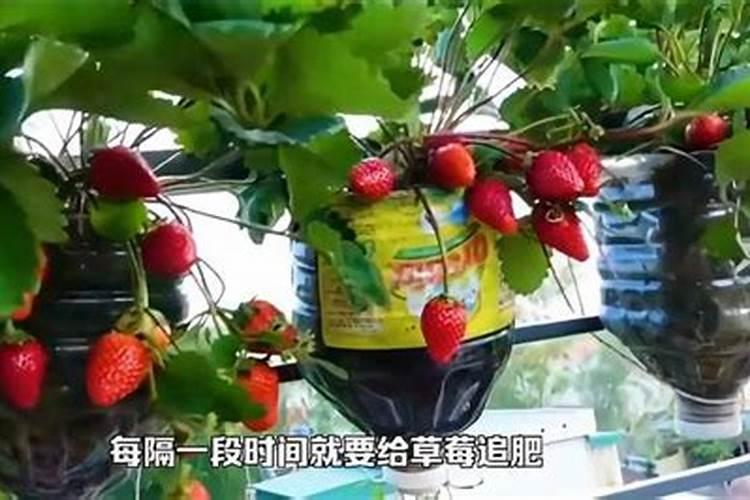 盆栽草莓施肥用什么肥料好