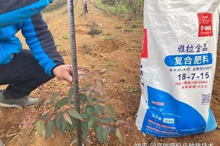 桉树第一年施肥方法 桉树第一年怎么施肥