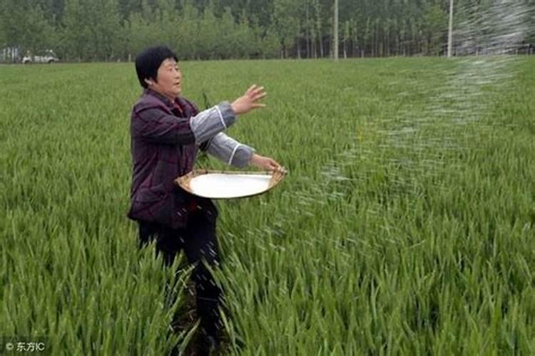 萌芽期氮肥怎么吸收 氮肥在萌芽期如何吸收