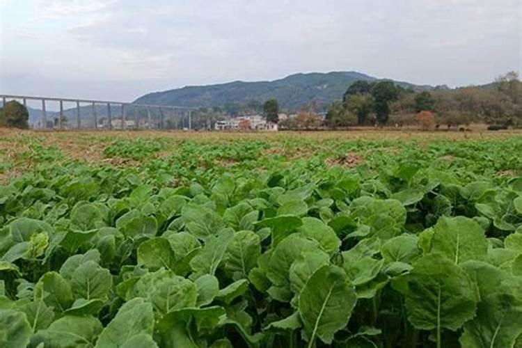 油菜硼肥的最佳使用时期和用量