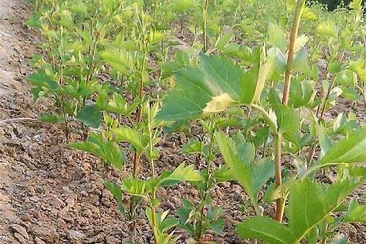山楂树用什么肥料最好