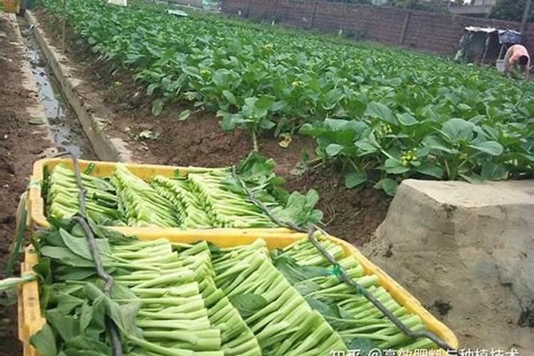 菜心施肥技术 菜心怎么施肥能高产