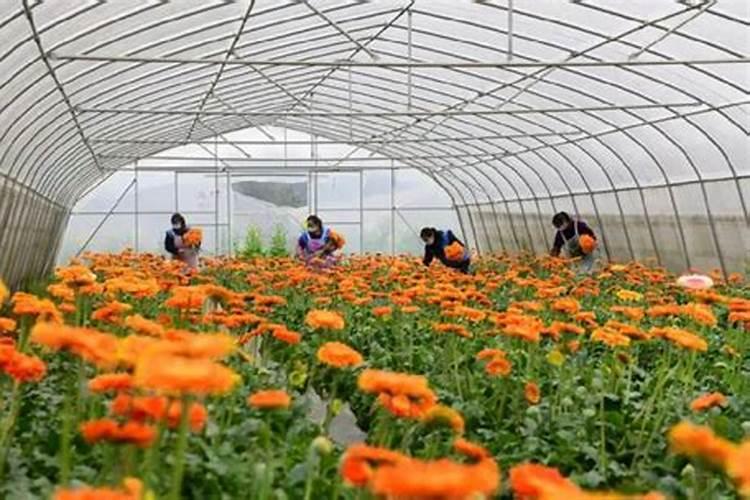 三角梅不开花时用什么肥料