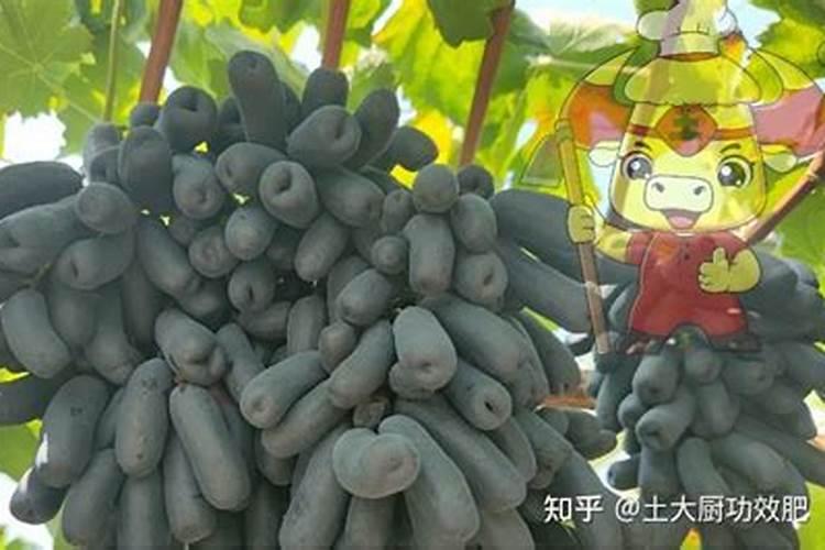 阳台可以养金弹子吗？