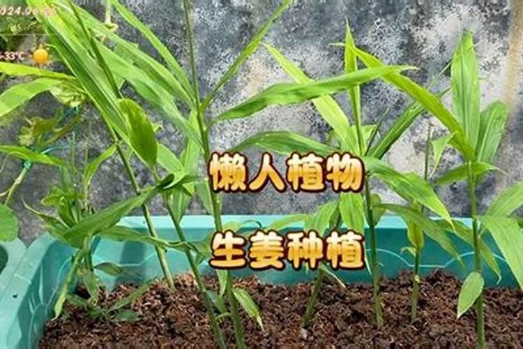 生姜什么时候施肥培土 生姜施肥培土时间