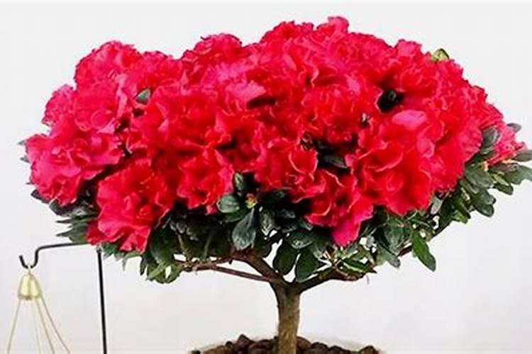 花怎么养才能更旺盛