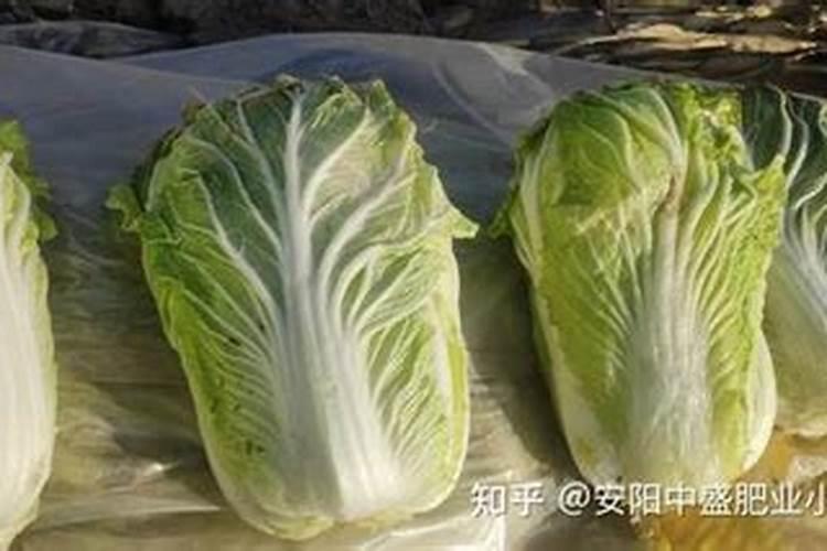 种植大白菜怎样施肥才产量高(种大白菜需要什么底肥)