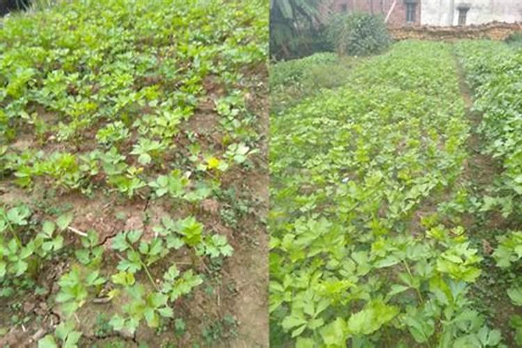 芹菜用什么肥料长得快