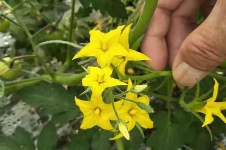 番茄开花期施什么肥