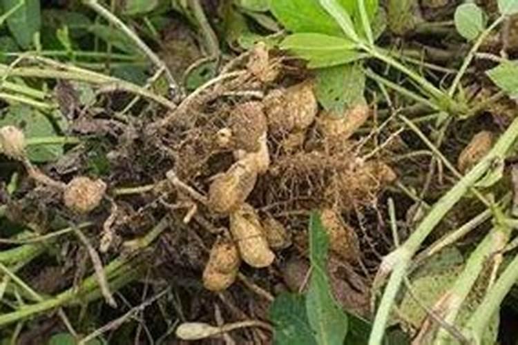 花生施肥技术与管理