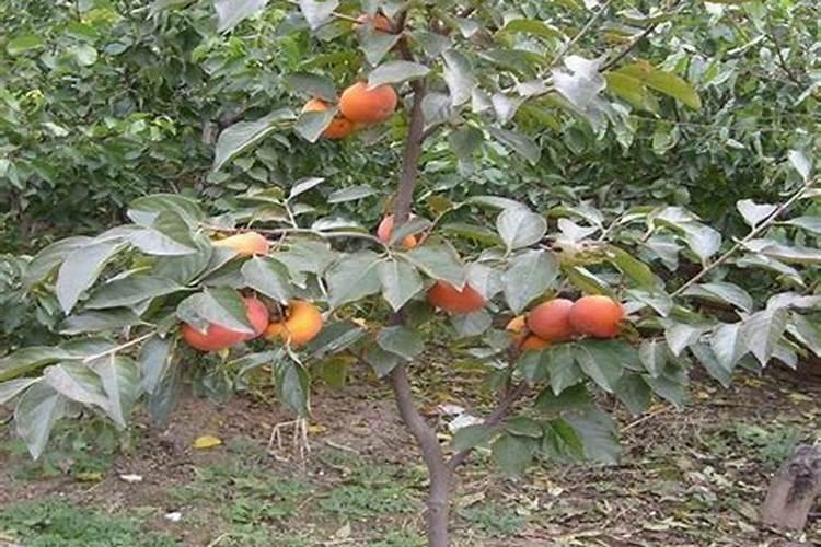 海法魔力丰2号水溶肥是哪个公司生产的？