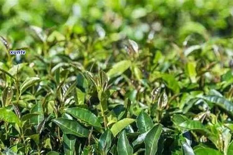 福建茶盆景的养殖方法和注意事项