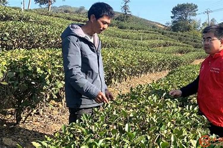 茶树叶片发生日灼怎么办？茶叶用什么叶面肥长得快？