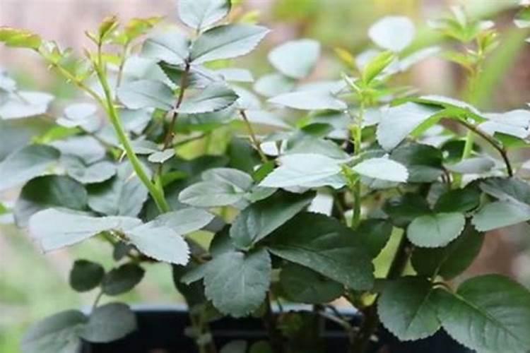 月季花施肥方法怎样给月季花施肥