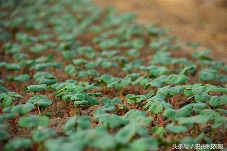 棉花每个生长周期的施肥方案 施肥用一铵还是用二铵
