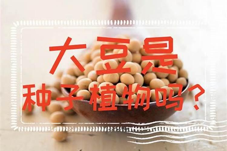 黄豆水属于磷肥还是氮肥