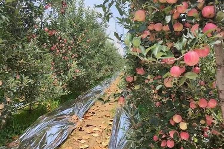 膨果期有五个需要警惕的禁忌,具体详情是什么？