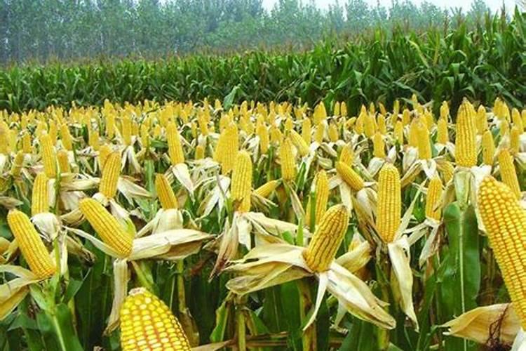 玉米用什么肥料好
