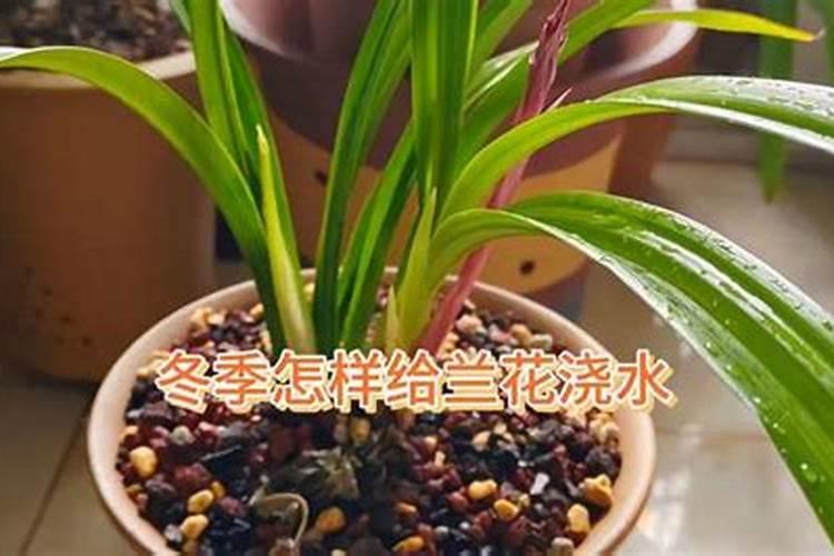 磷酸二氢钾使用方法兰花