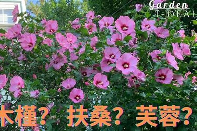 扶桑怎么施肥