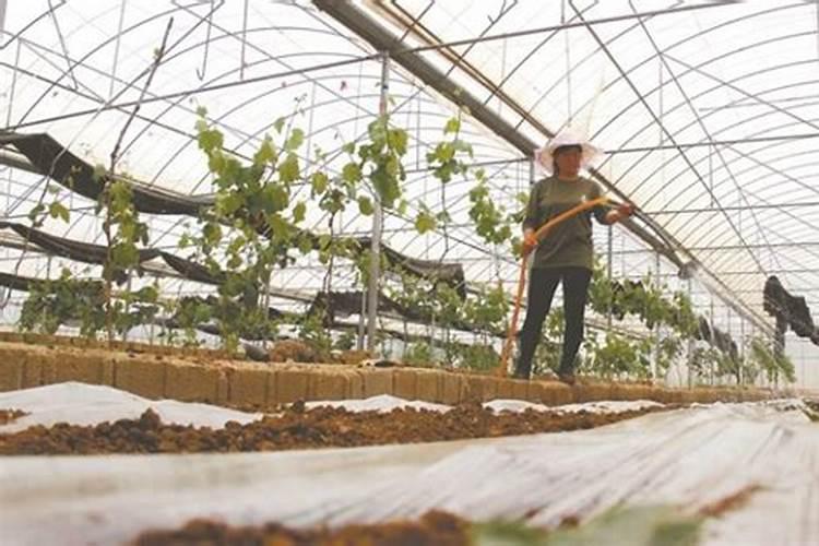 种植油菜时,为什么要增施硼肥？硼肥有什么作用呢？