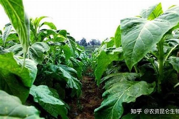 烤烟落黄金叶灿好还是大红甲好